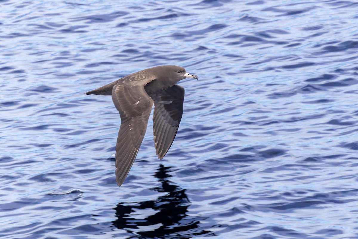 Flesh-footed Shearwater - ML617723685