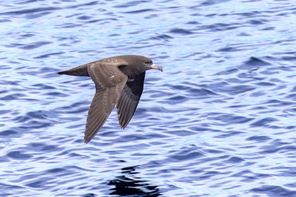 Flesh-footed Shearwater - ML617723686