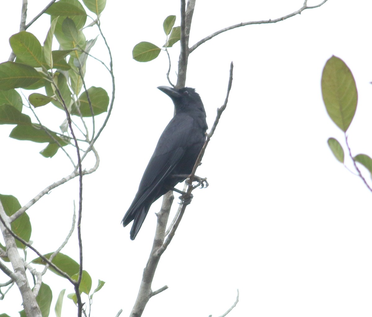 Large-billed Crow (Indian Jungle) - ML617723750