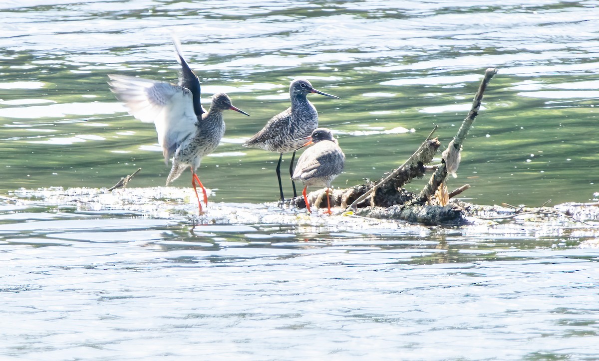 Spotted Redshank - ML617723794