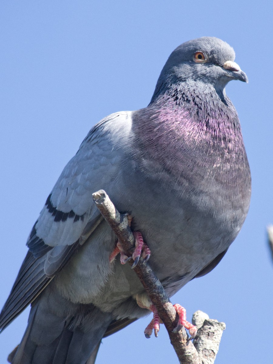 Rock Pigeon (Feral Pigeon) - ML617723834