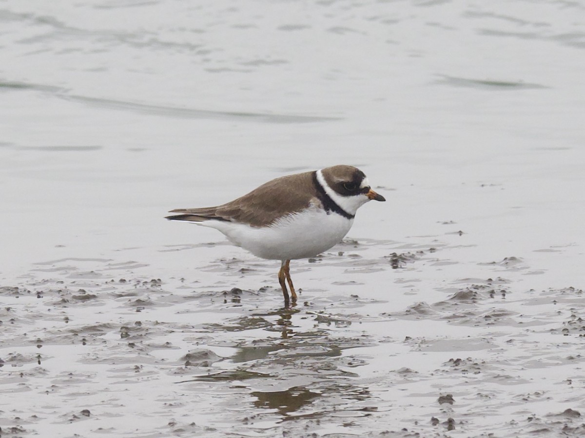 Semipalmated Plover - ML617723870