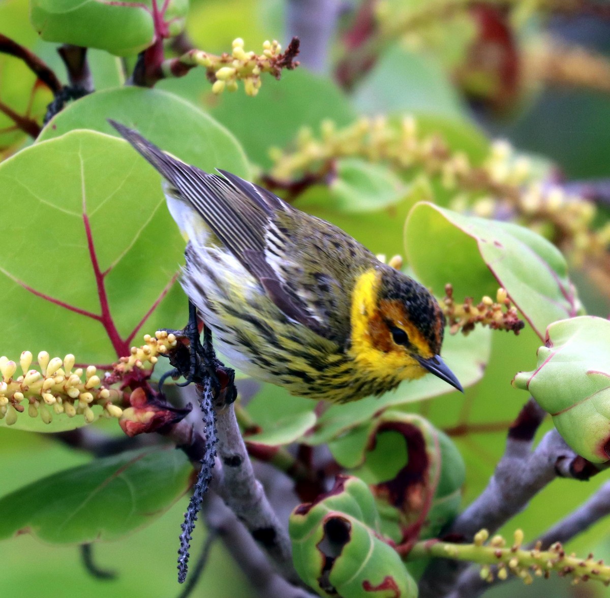 Cape May Warbler - ML617723883