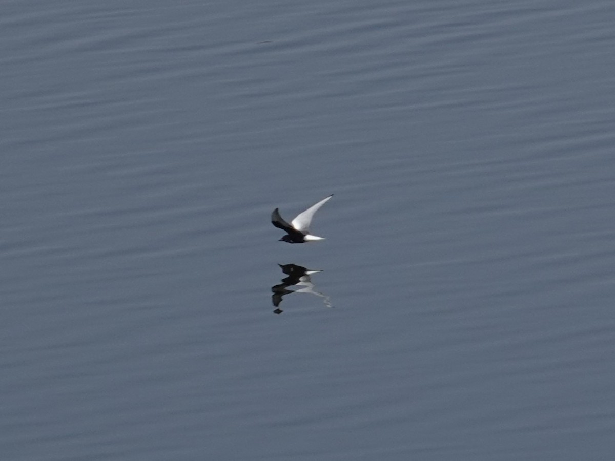 White-winged Tern - ML617723893