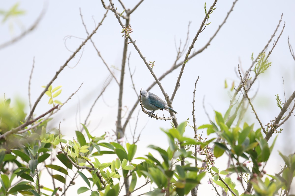 Blue-gray Tanager (Blue-gray) - ML617723896