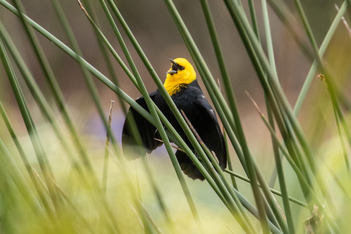 Yellow-hooded Blackbird - ML617723920