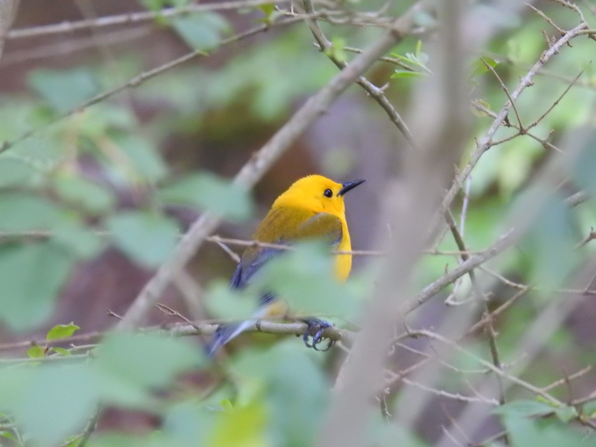 Prothonotary Warbler - ML617723989