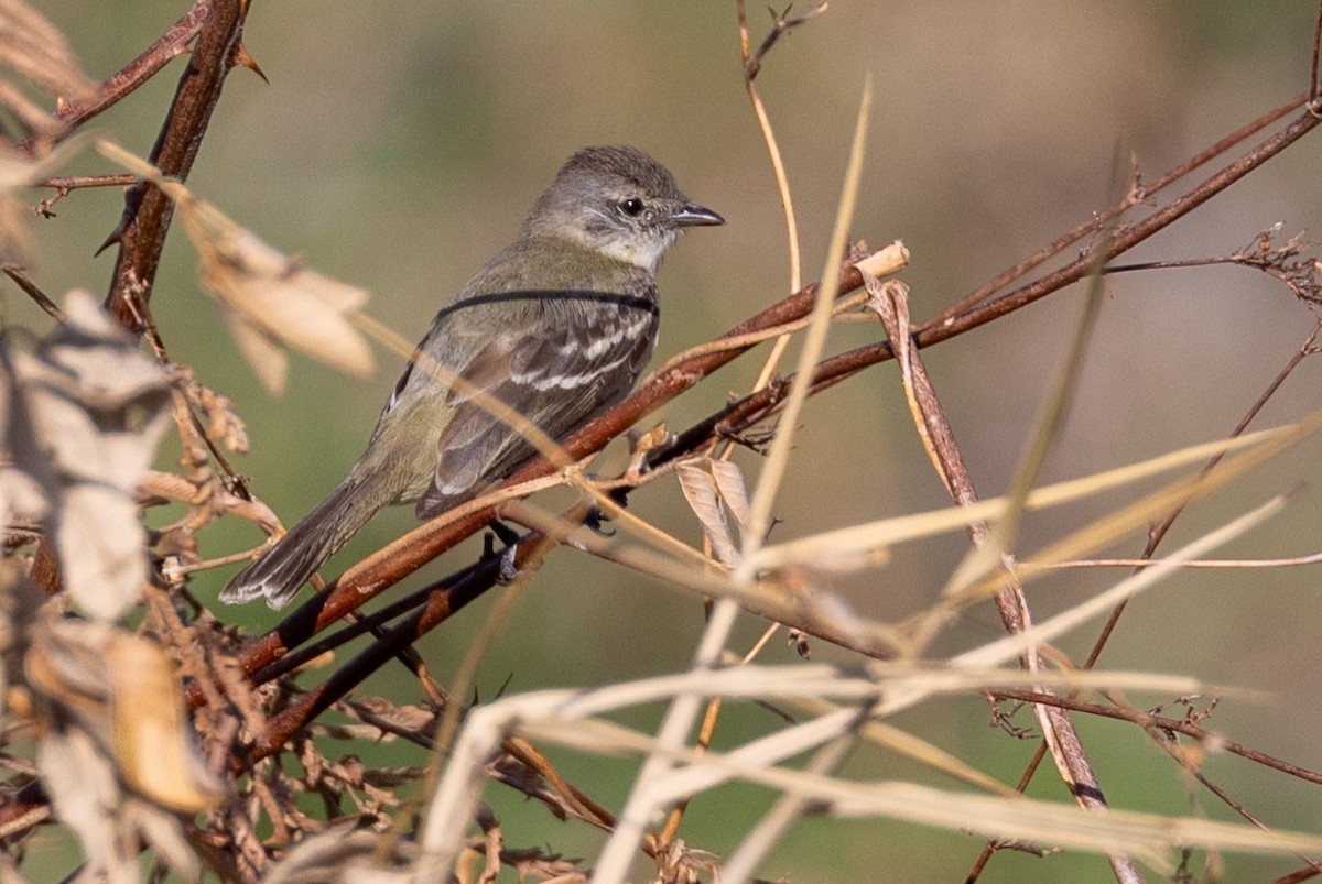 Yellow-crowned Tyrannulet - ML617723999