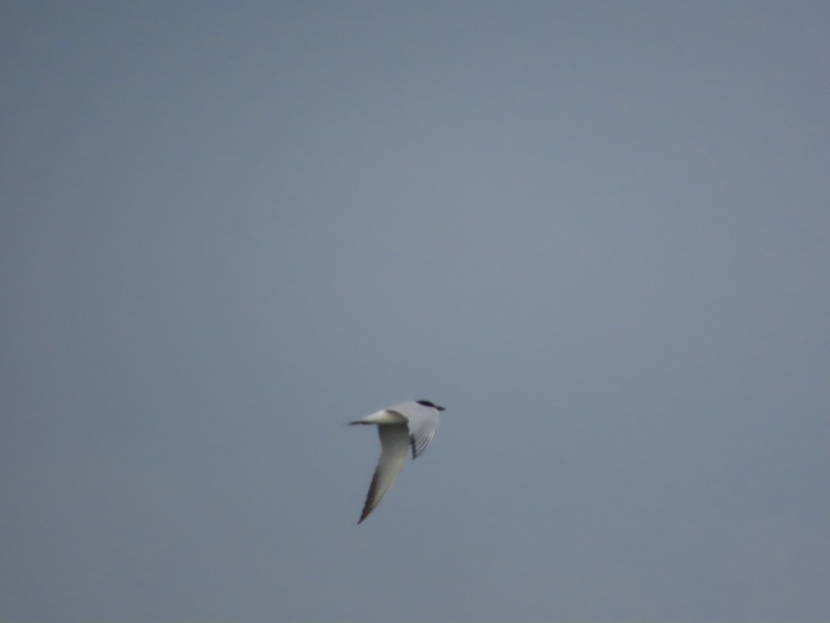 Gull-billed Tern - ML617724039