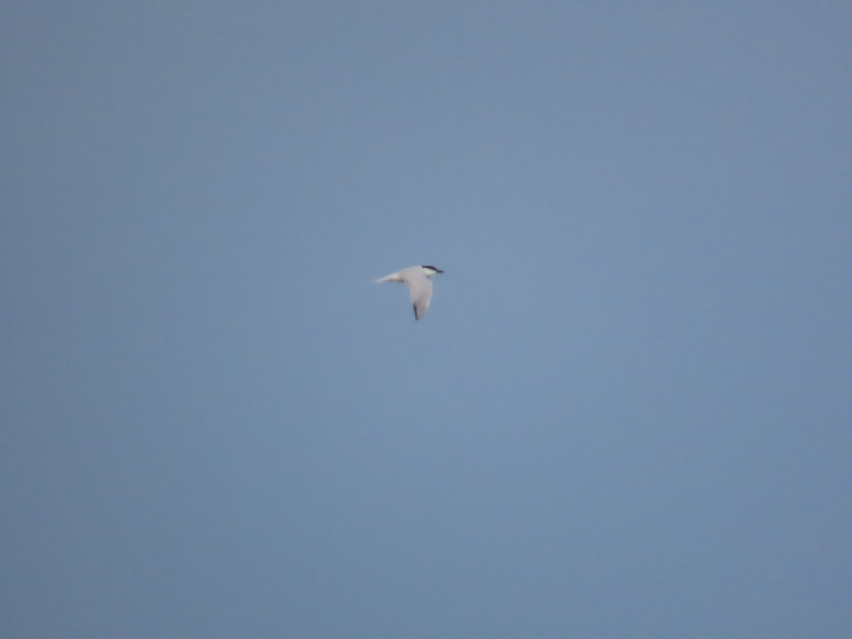 Gull-billed Tern - ML617724050
