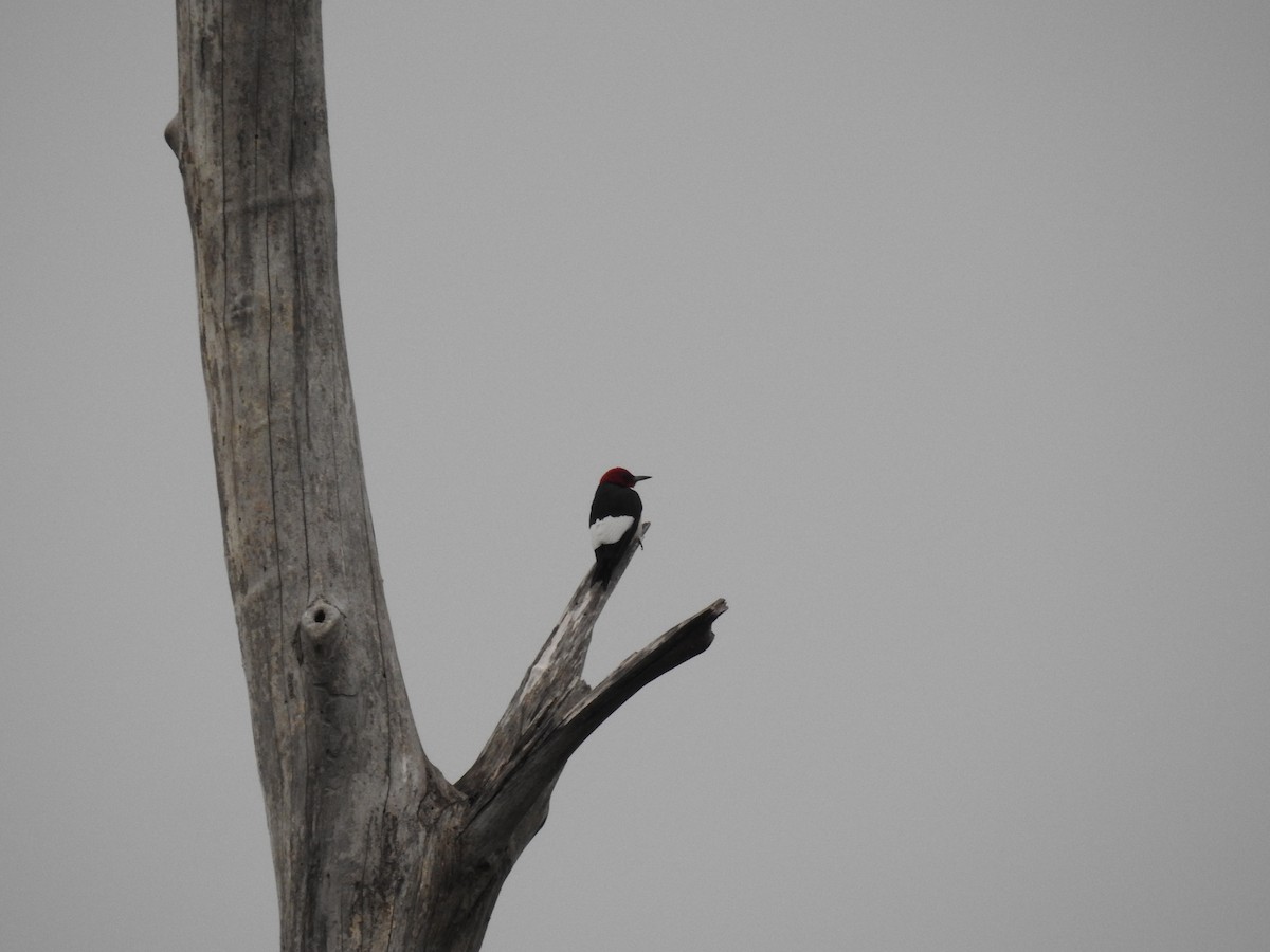 Red-headed Woodpecker - Laura Mae
