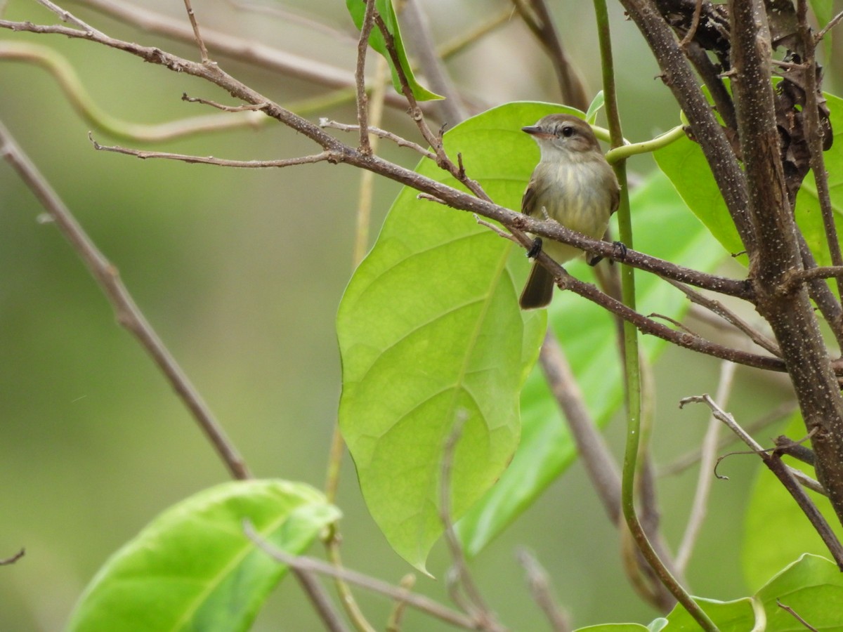 Northern Mouse-colored Tyrannulet - ML617724073