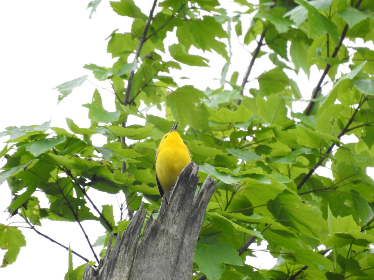 Prothonotary Warbler - ML617724104