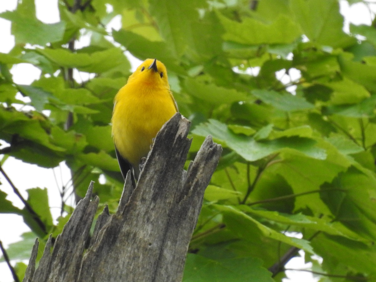 Prothonotary Warbler - ML617724117
