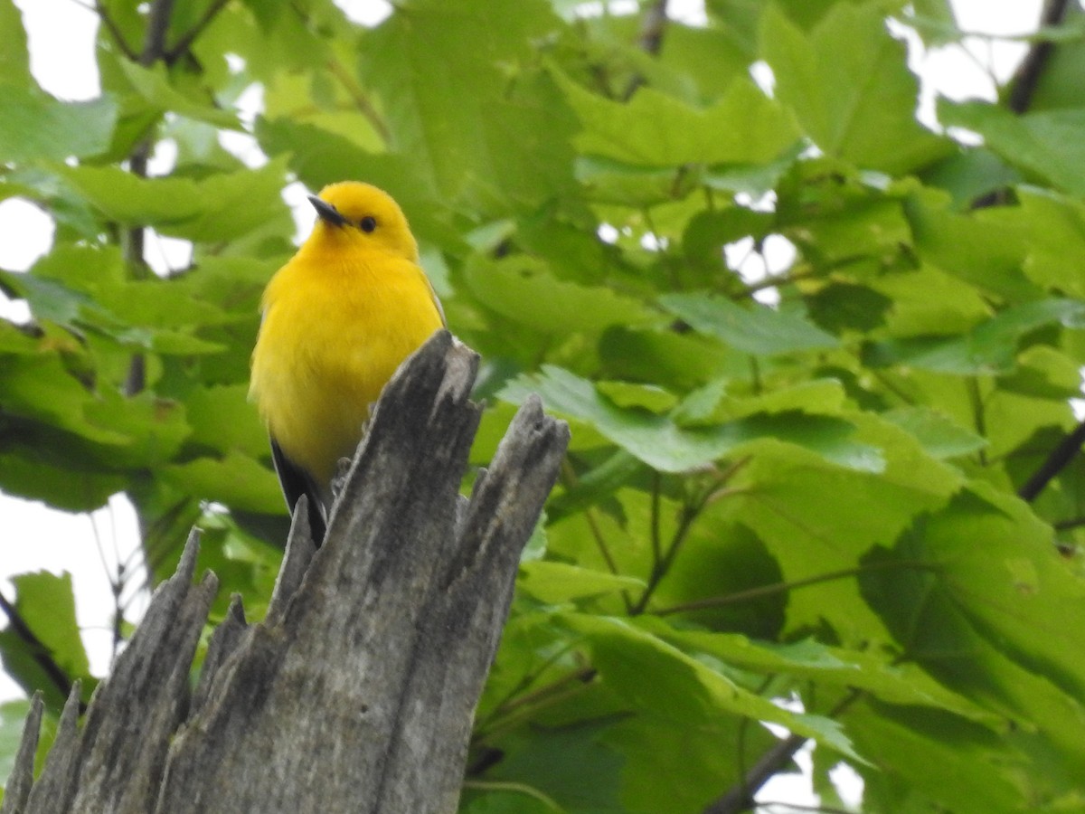 Prothonotary Warbler - ML617724118