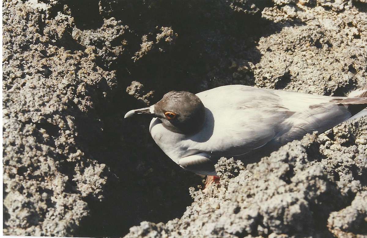 Галапагосская чайка - ML617724219