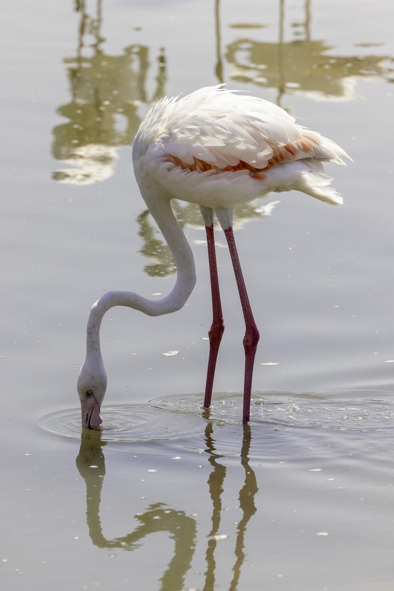 Greater Flamingo - Ales Tomek
