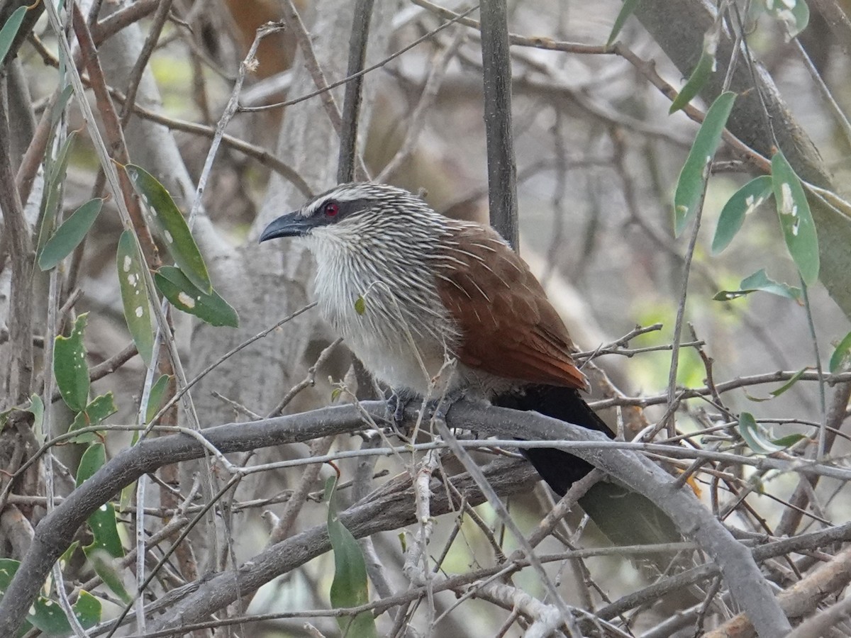 White-browed Coucal (White-browed) - ML617724257