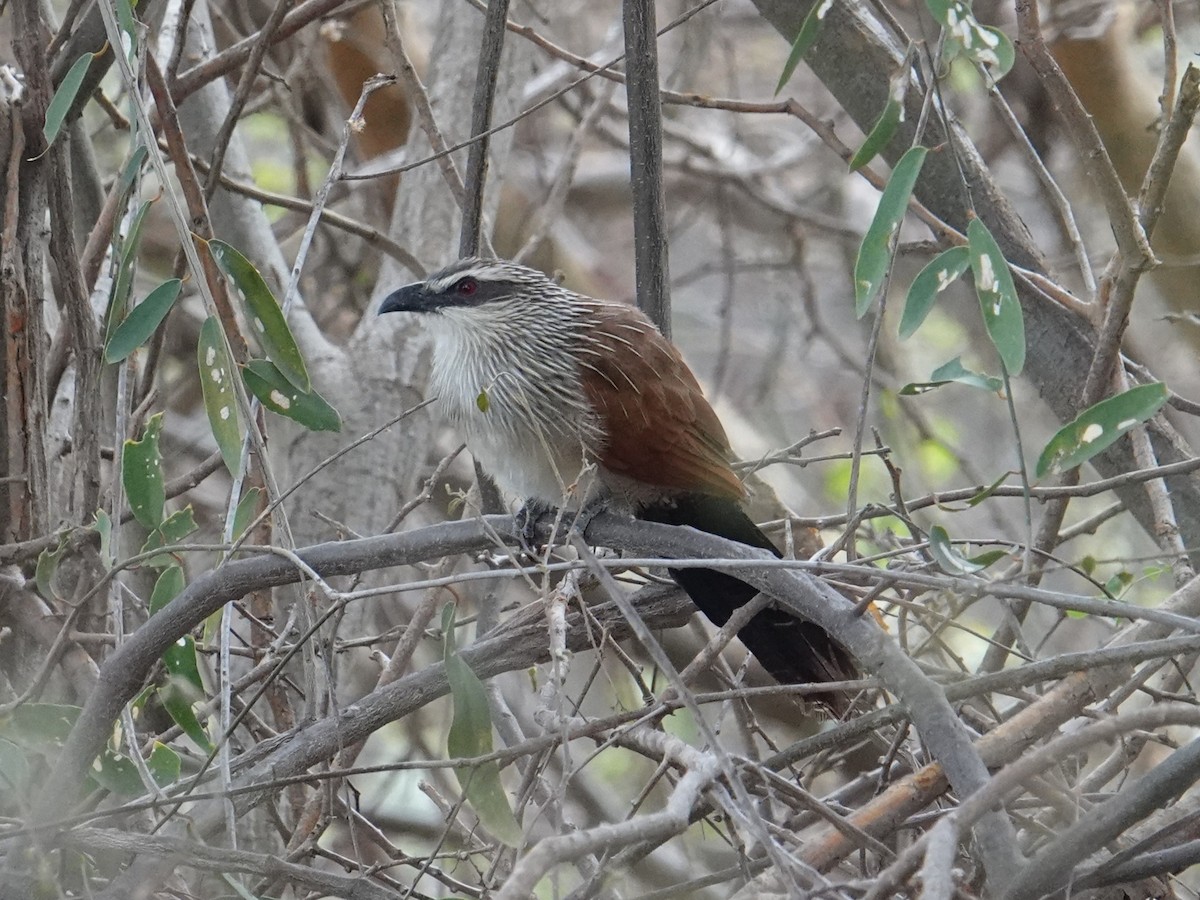 White-browed Coucal (White-browed) - ML617724258