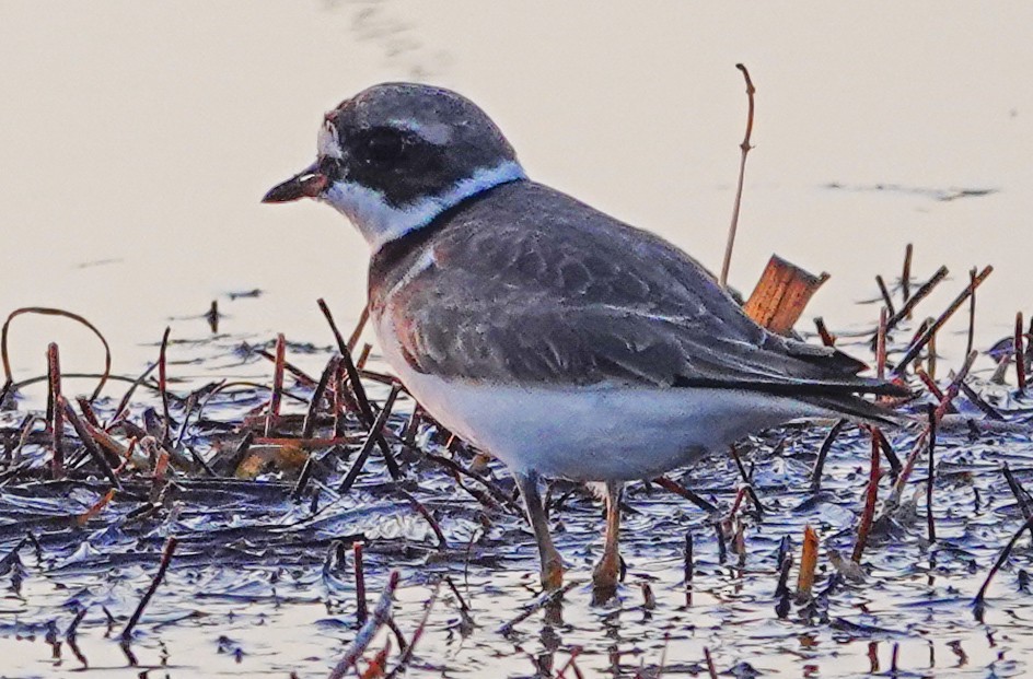 Semipalmated Plover - ML617724267