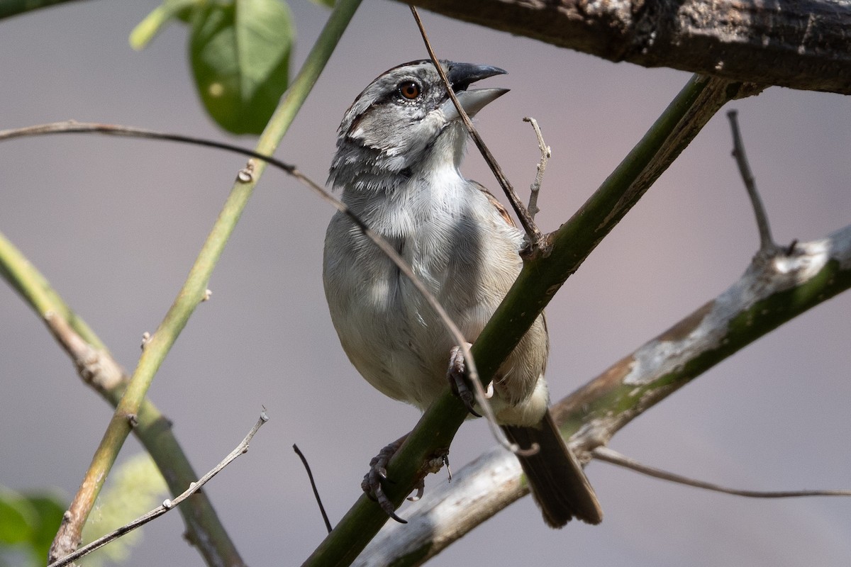 Tumbes Sparrow - Beatrix Pond