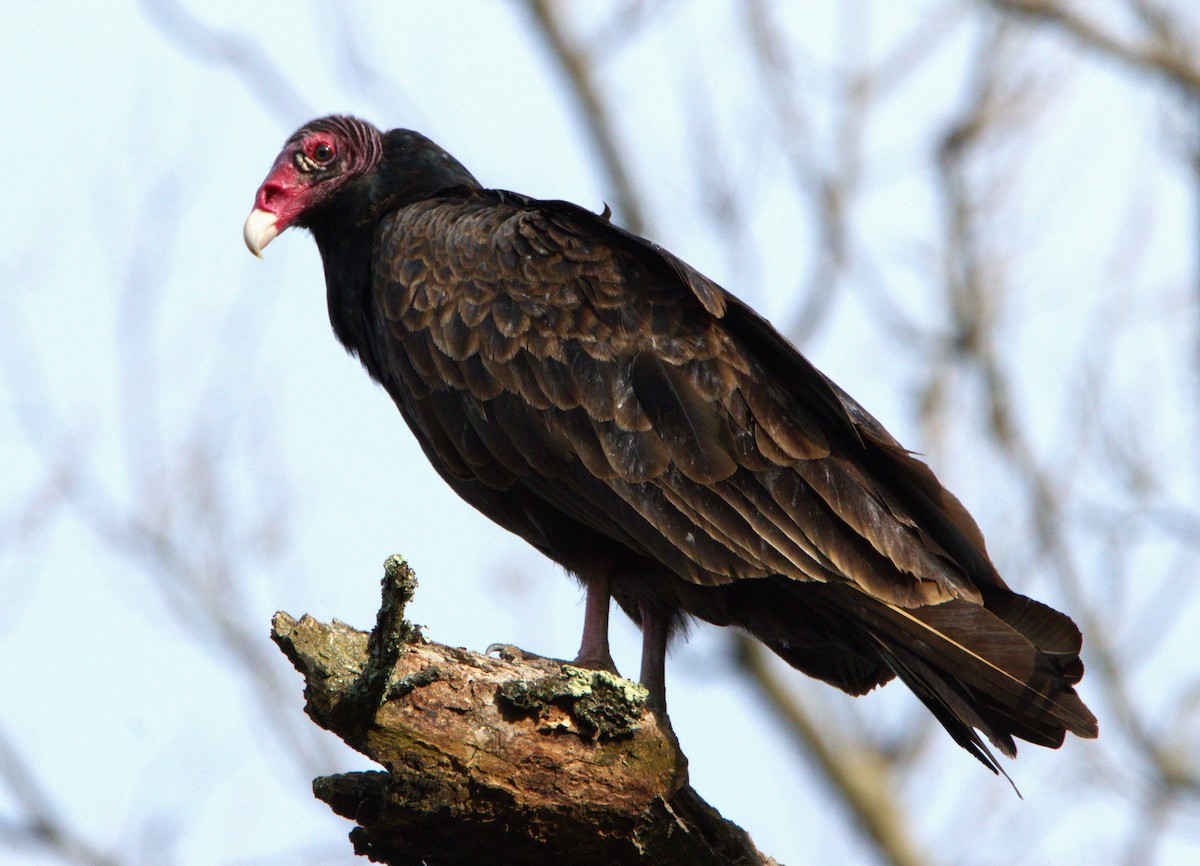 Turkey Vulture - ML617724308