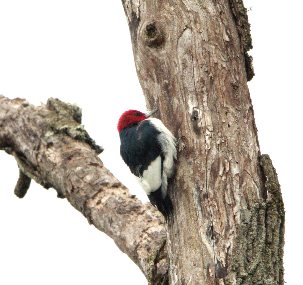 Red-headed Woodpecker - Paul Koenig