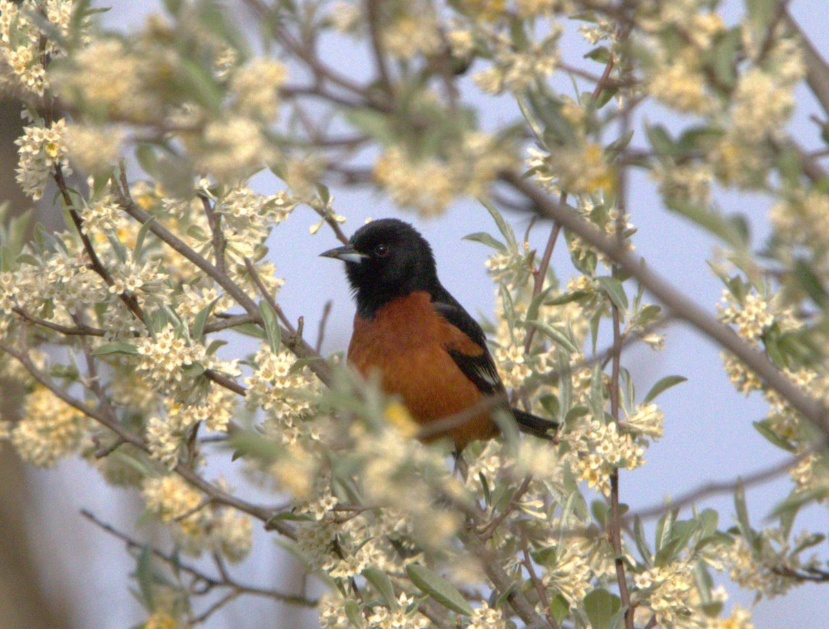 Orchard Oriole - ML617724324