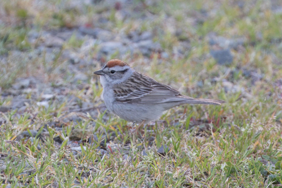 Chipping Sparrow - ML617724352