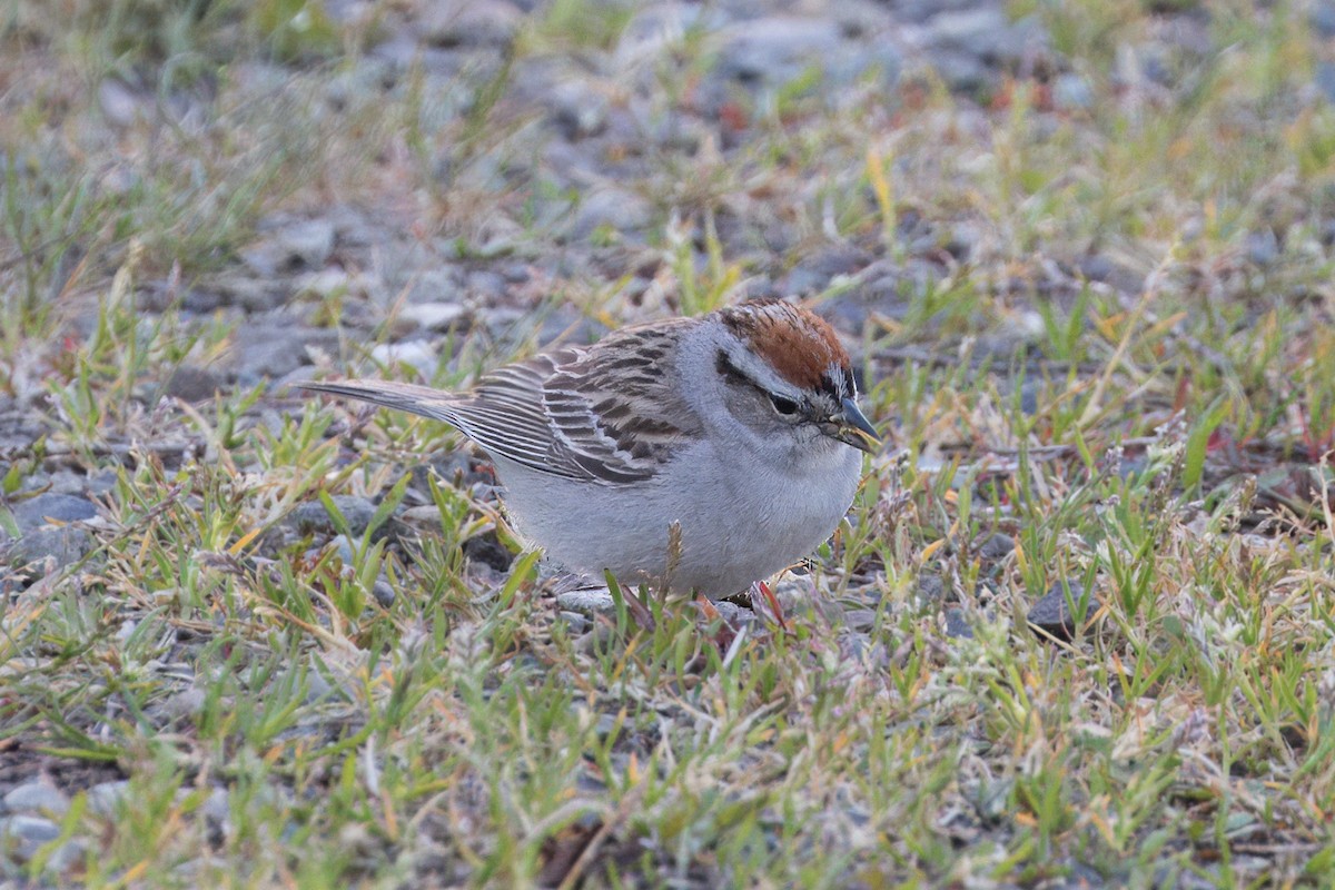 Chipping Sparrow - ML617724358