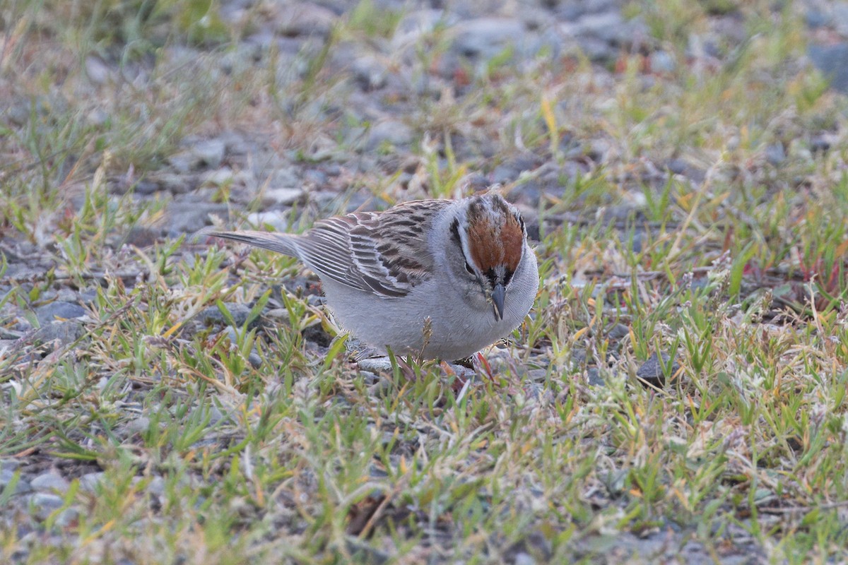 Chipping Sparrow - ML617724360