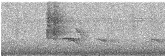 Dreibinden-Ameisenvogel - ML617724397