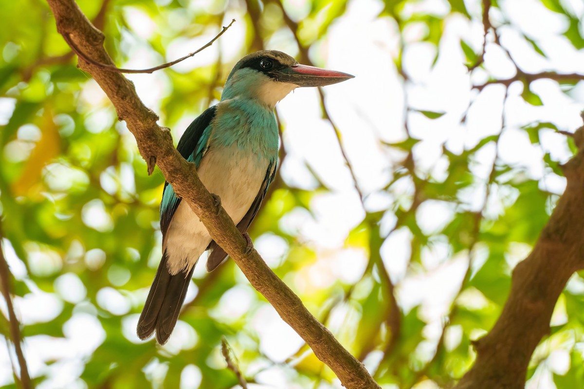 Blue-breasted Kingfisher - ML617724398