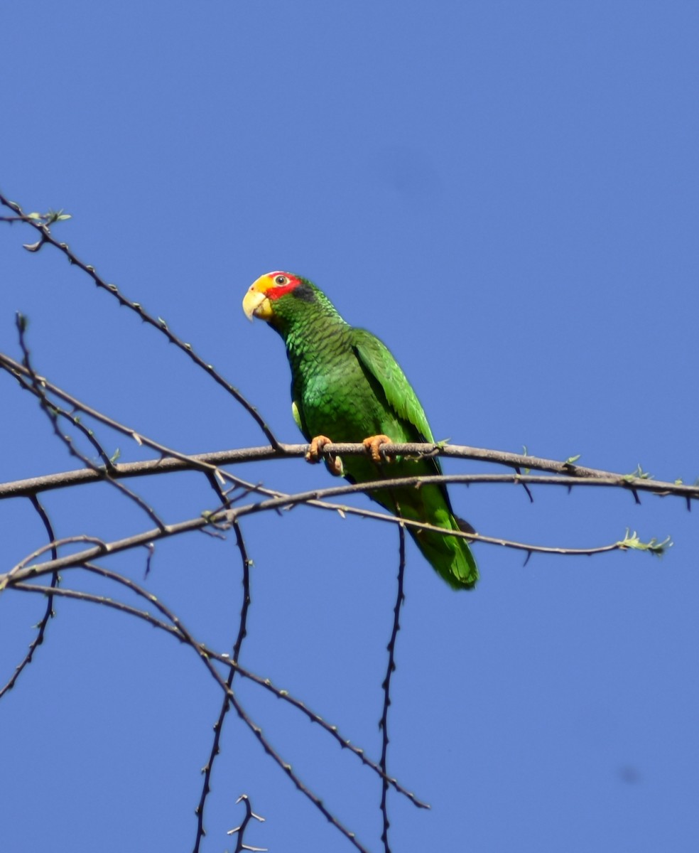 Yellow-lored Parrot - ML617724399