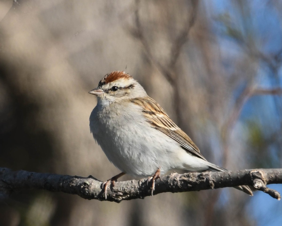 Chipping Sparrow - Joanne Dial
