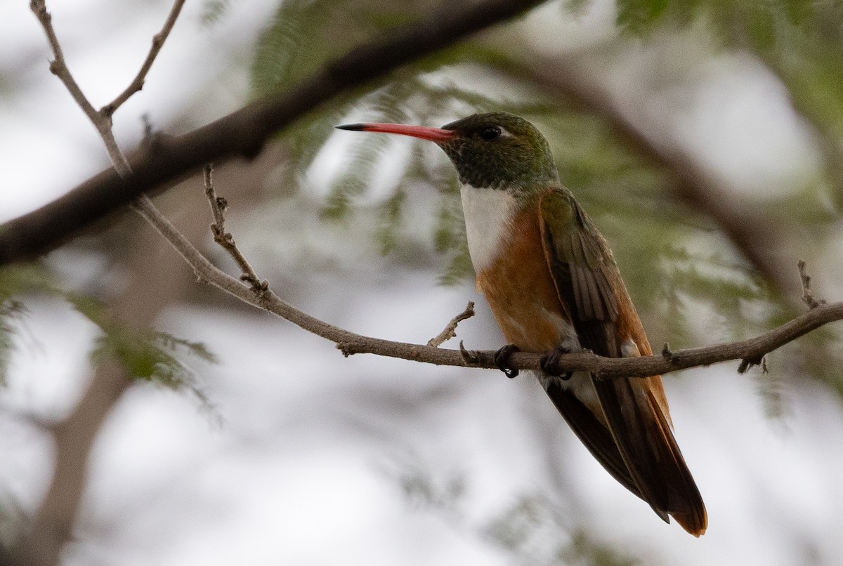 Amazilia Hummingbird - ML617724666