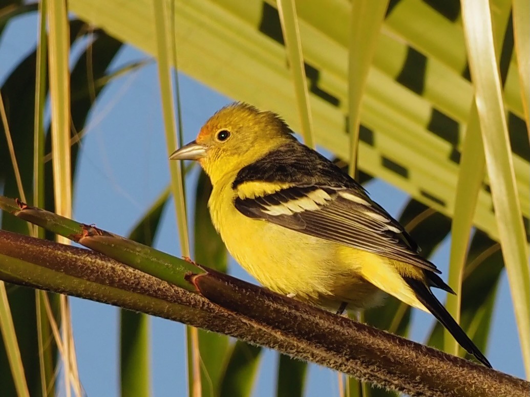 Western Tanager - ML617724724