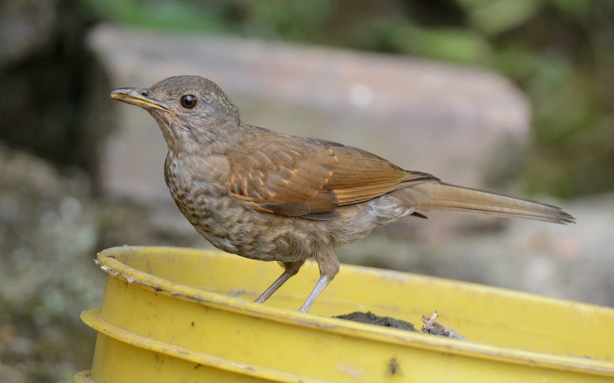 Pale-breasted Thrush - ML617724741