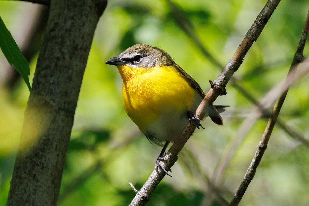 Yellow-breasted Chat - ML617724831