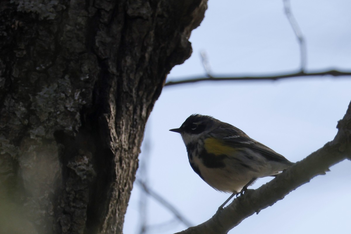 Yellow-rumped Warbler (Myrtle) - ML617724866