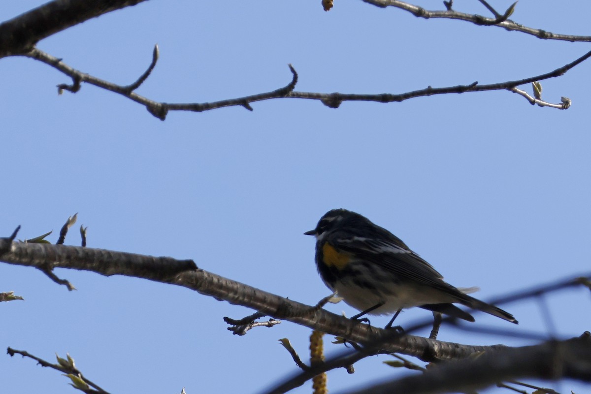 Yellow-rumped Warbler (Myrtle) - ML617724867
