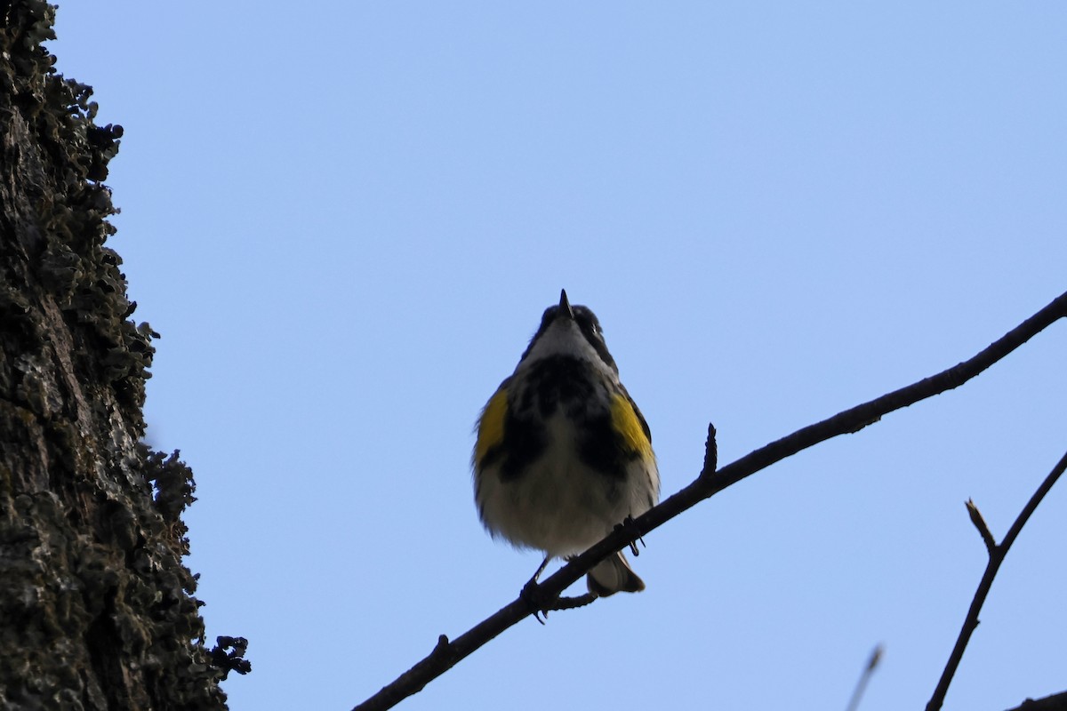 Yellow-rumped Warbler (Myrtle) - ML617724868