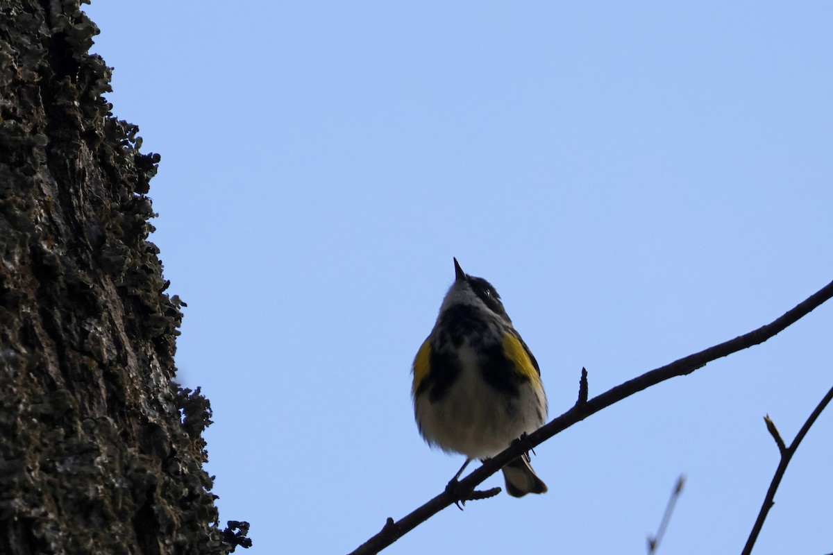 Yellow-rumped Warbler (Myrtle) - ML617724869