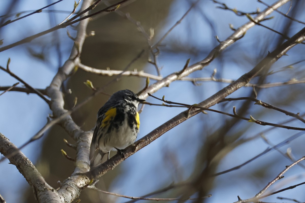 Yellow-rumped Warbler (Myrtle) - Larry Therrien
