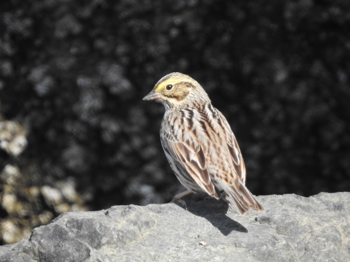 Savannah Sparrow - ML617724890