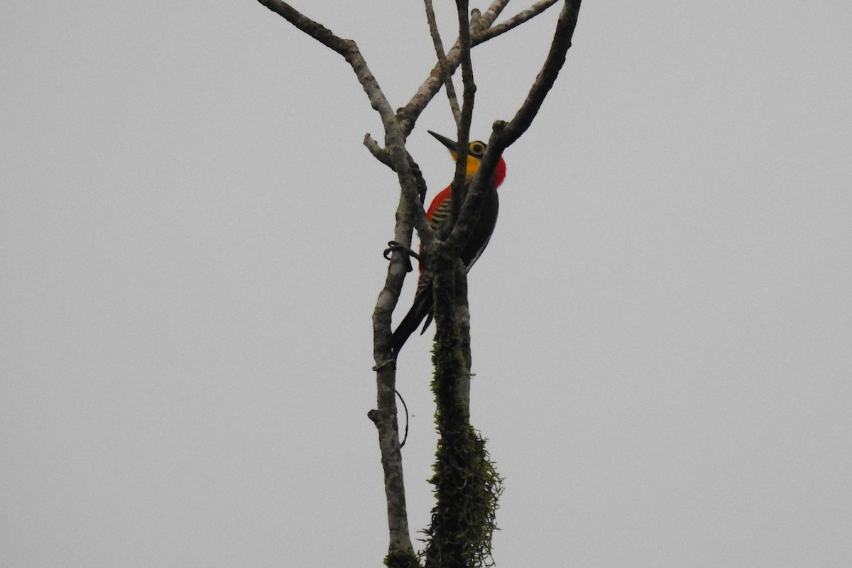 Yellow-fronted Woodpecker - ML617724901