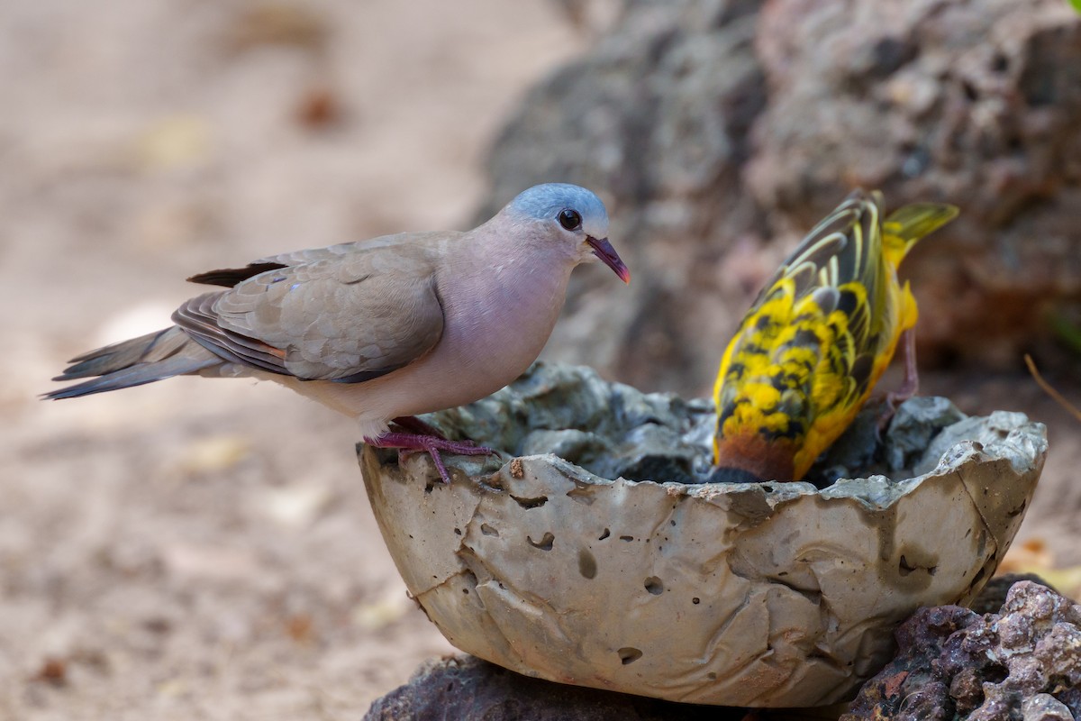 Blue-spotted Wood-Dove - ML617724908