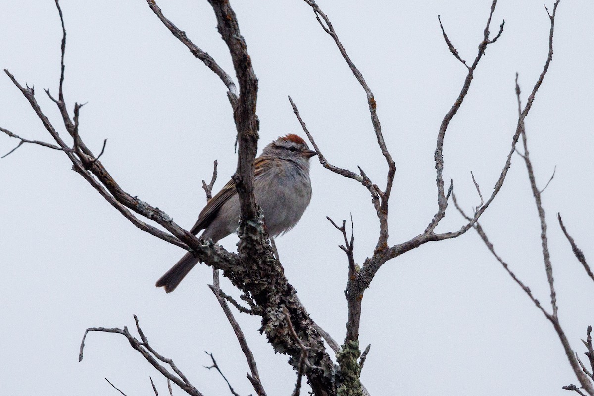 Chipping Sparrow - ML617724917