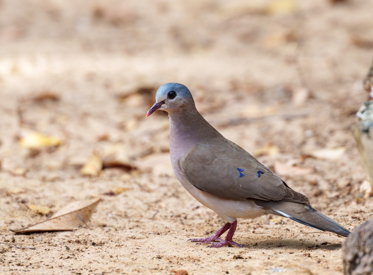 Blue-spotted Wood-Dove - ML617724924