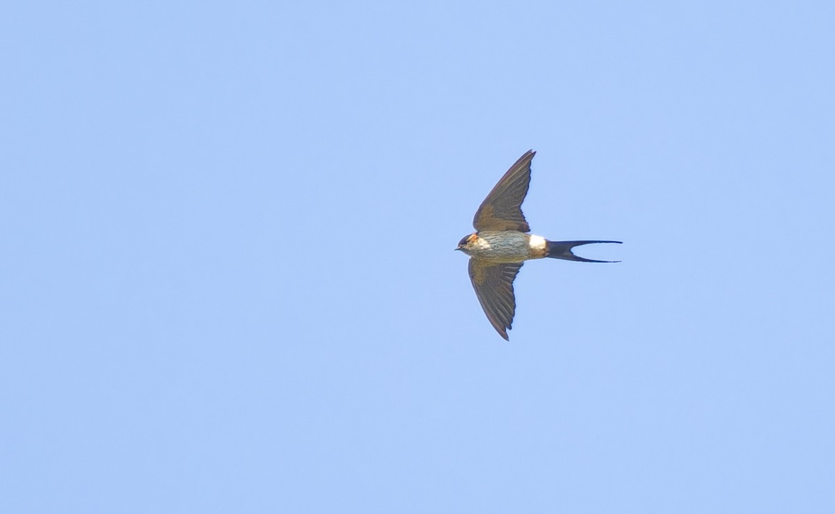 Red-rumped Swallow - ML617724933